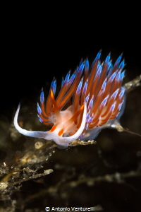 Cratena nudibranch. These little creatures are tiny splas... by Antonio Venturelli 